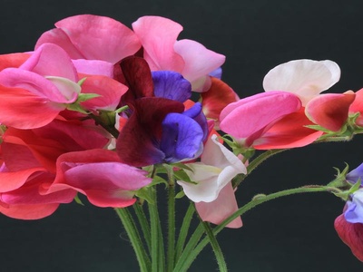 Sweet Pea
