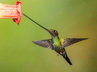 Sword-billed Hummingbird