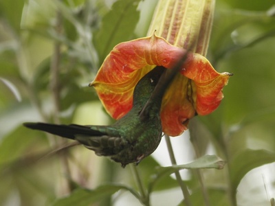 Sword-billed Hummingbird