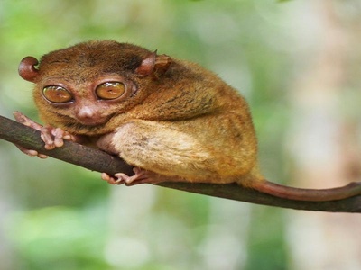 Tarsier