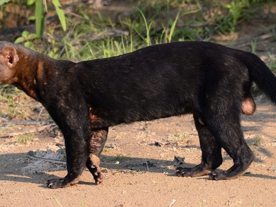 Tayra