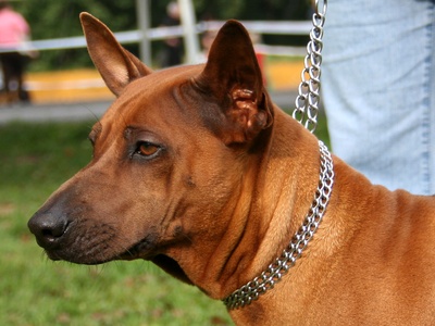 Thai Ridgeback