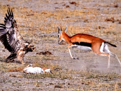 Thomson's Gazelle