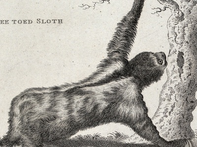 Three-toed Sloth