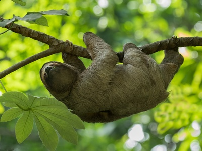 Three-toed Sloth