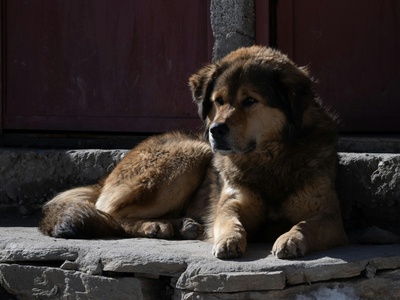 Tibetan Mastiff