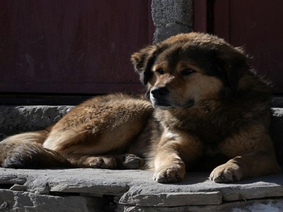 Tibetan Mastiff
