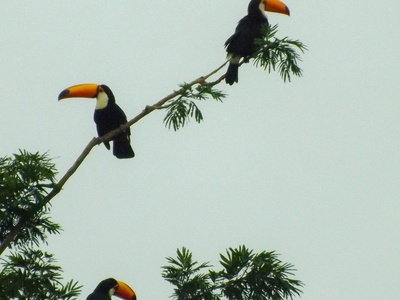Toco Toucan