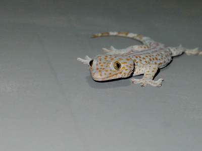 Tokay Gecko