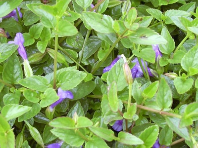 Torenia