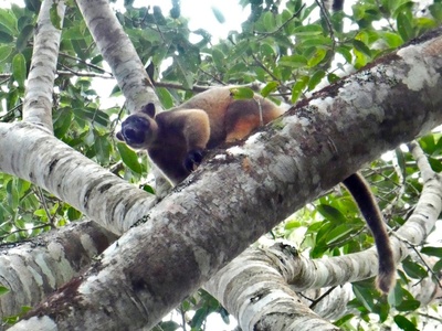 Tree Kangaroo