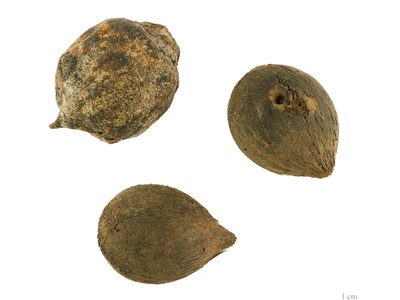 Tucum Palm