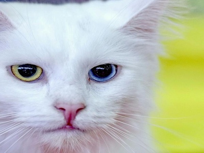 Turkish Angora