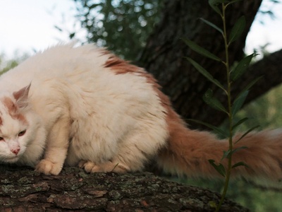 Turkish Van