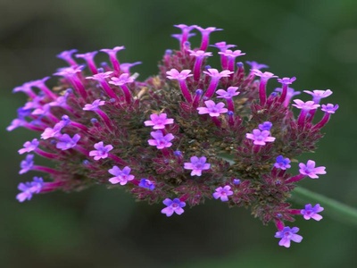 Vervain