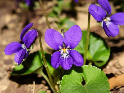 Violet