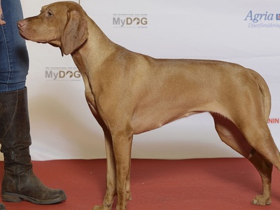 Vizsla