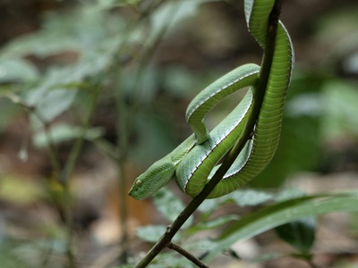 Vogel's Pit Viper