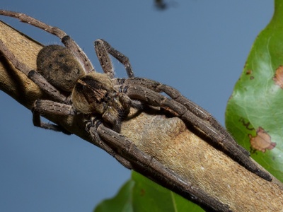 Wandering Spider