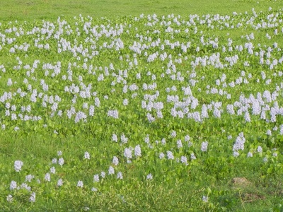 Water Hyacinth
