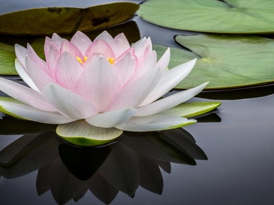 Water Lily
