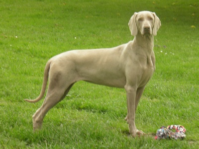 Weimaraner