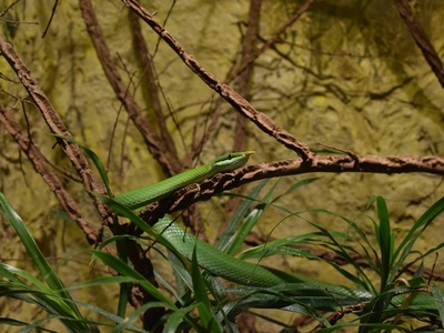 West African Green Bush Viper