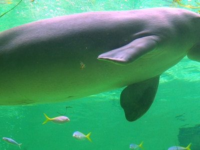 West African Manatee