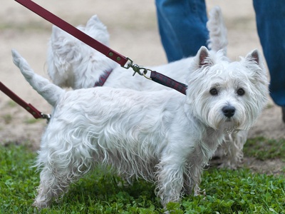 West Highland White Terrier