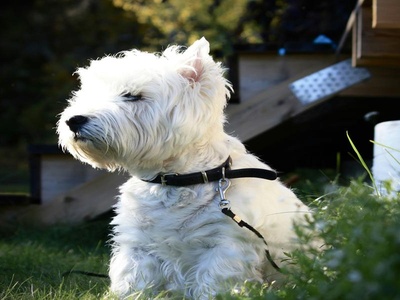 West Highland White Terrier
