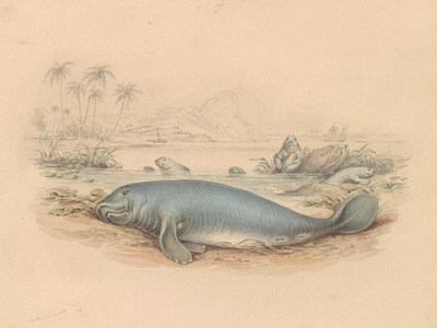 West Indian Manatee