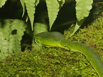 Western Green Mamba