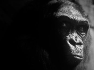 Western Lowland Gorilla