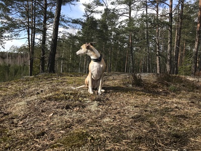 Whippet