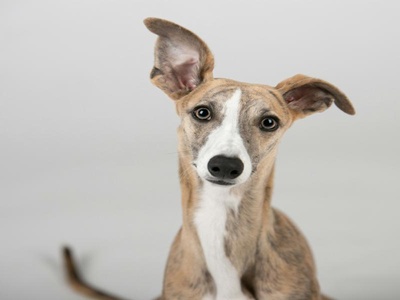 Whippet