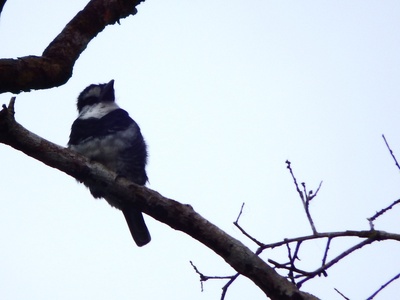 White-necked Puffbird