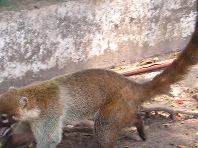White-nosed Coati