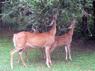 White-tailed Deer