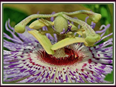 Wild Passion Flower