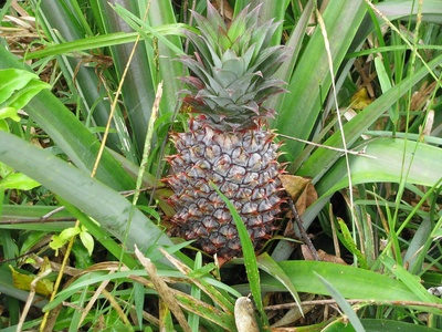 Wild Pineapple