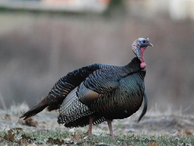 Wild Turkey