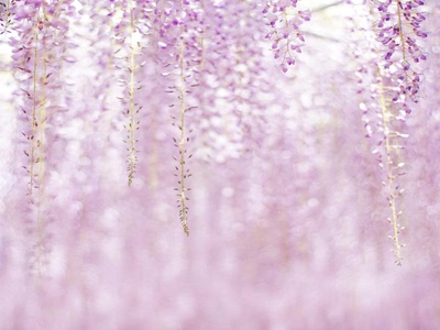 Wisteria