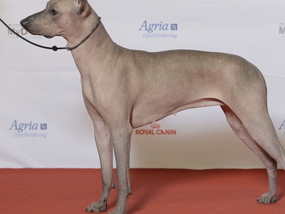 Xoloitzcuintli