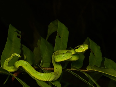 Yellow-blotched Palm Pit Viper