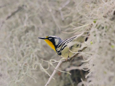 Yellow-throated Warbler