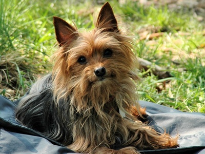 Yorkshire Terrier