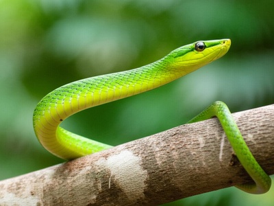 Yucatan Parrot Snake