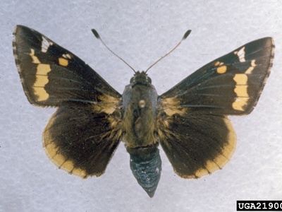 Yucca Giant-Skipper