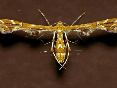 Yucca Moth