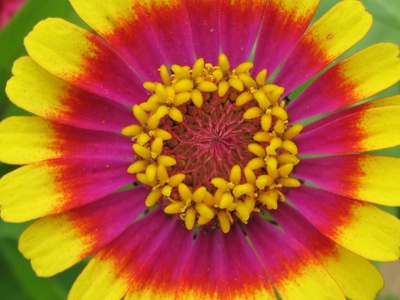 Zinnia